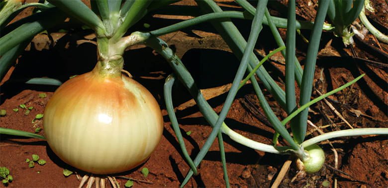 Como plantar cebolas em vasos